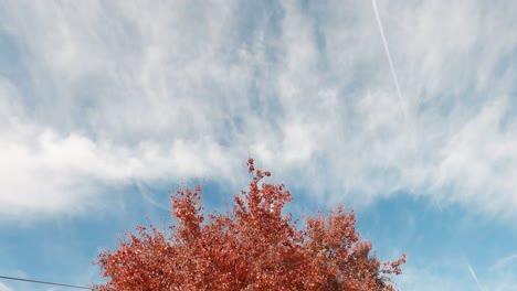 一棵红色的树在蓝色的天空和云彩下在一个美好的日子