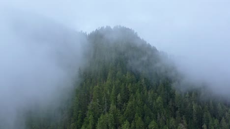 aerial footage over dark evergreen pacific northwest forest with moody fog