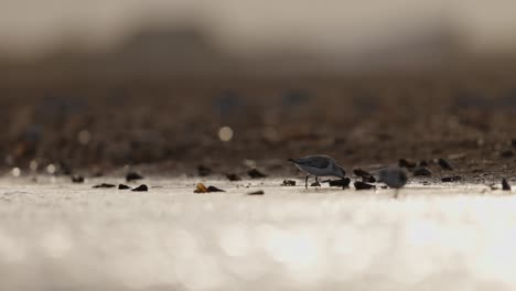 sandpiper at sunrise/sunset