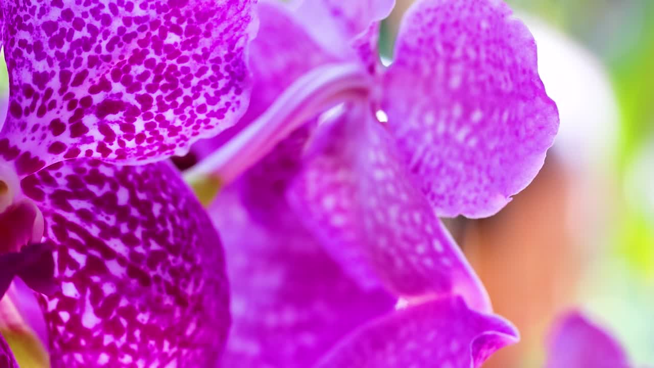 Detailed view of purple orchid petals with intricate patterns and vibrant colors in natural light.