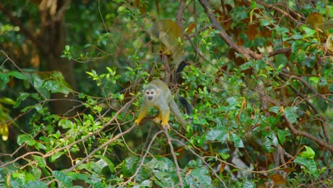 squirrel monkeys in a treetop canopy