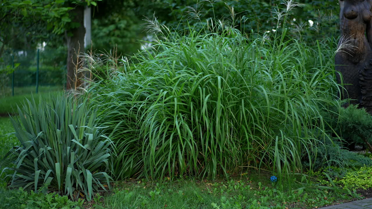 Baby boy runs up to the high grass growing in the park. Kid tries to get his ball but changes his mind.