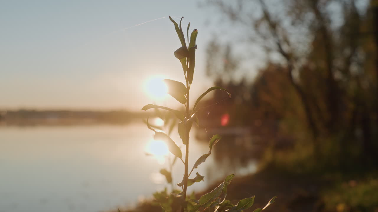 Solopgang over sø med planter i nærbillede, dugvåde blade fanger gyldent sollys, rolig vandspejling, fjern trækant, fredfyldt campingmorgenstemning, meditativ naturoptagelse.