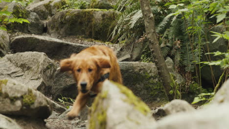 cachorro de golden retriever saltando por las rocas en el bosque verde