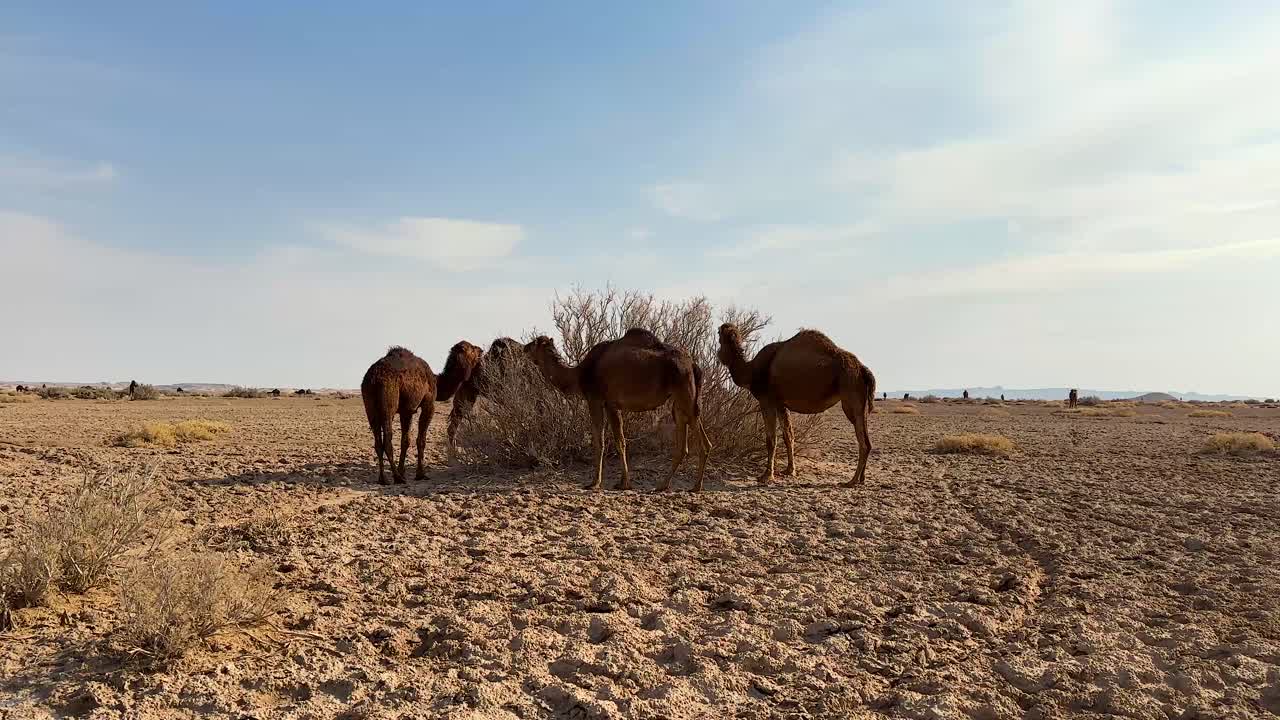 grupo de camellos en el desierto comiendo fardos de heno hierba seca planta silvestre vegetal vegetación natural amplio paisaje del desierto vasta área en el tiempo del día puesta de sol hora dorada tiempo pastoreo pastor rebaño pertenencia nómada