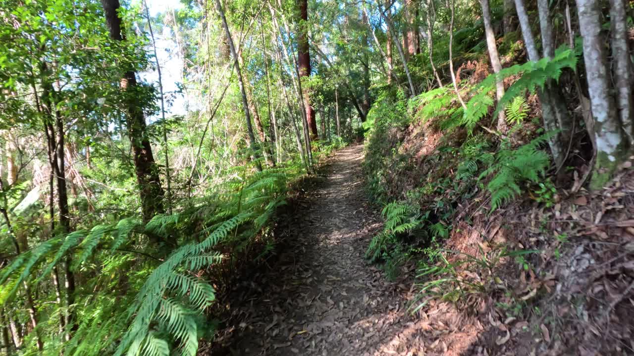 울창한 숲길을 가로질러 조용한 산책