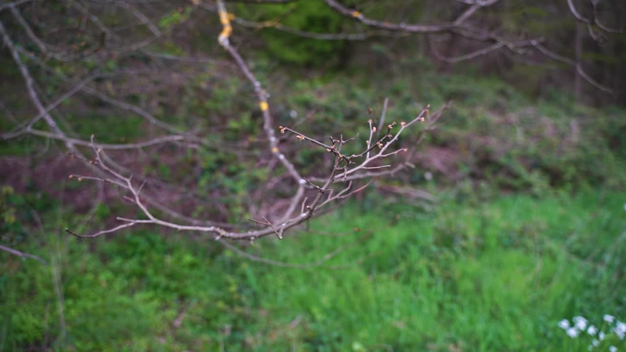 Close-up of a branch with small buds above a green meadow with good weather