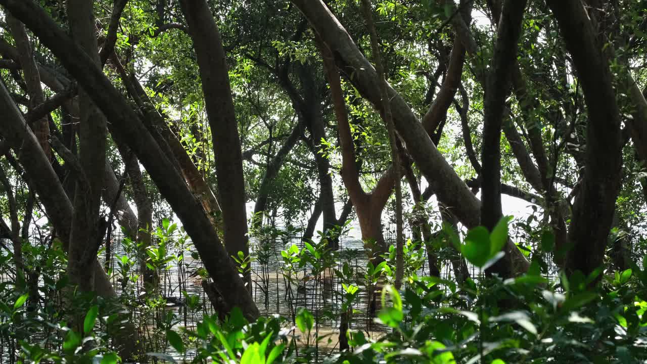 Camera zooms in revealing this beautiful mangrove forest, Mangrove Rhizophora, Thailand