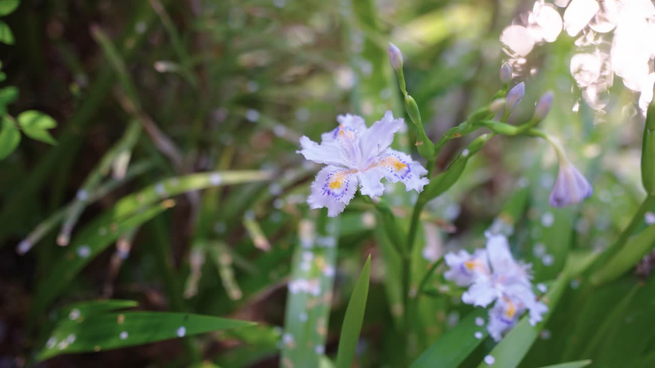 Floral Background, Lilies in Spring with Warm Lighting and Sakura Petals