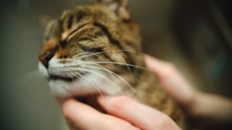 cerca de la cabeza del gato mientras el dueño lo acaricia cerrando los ojos por placer