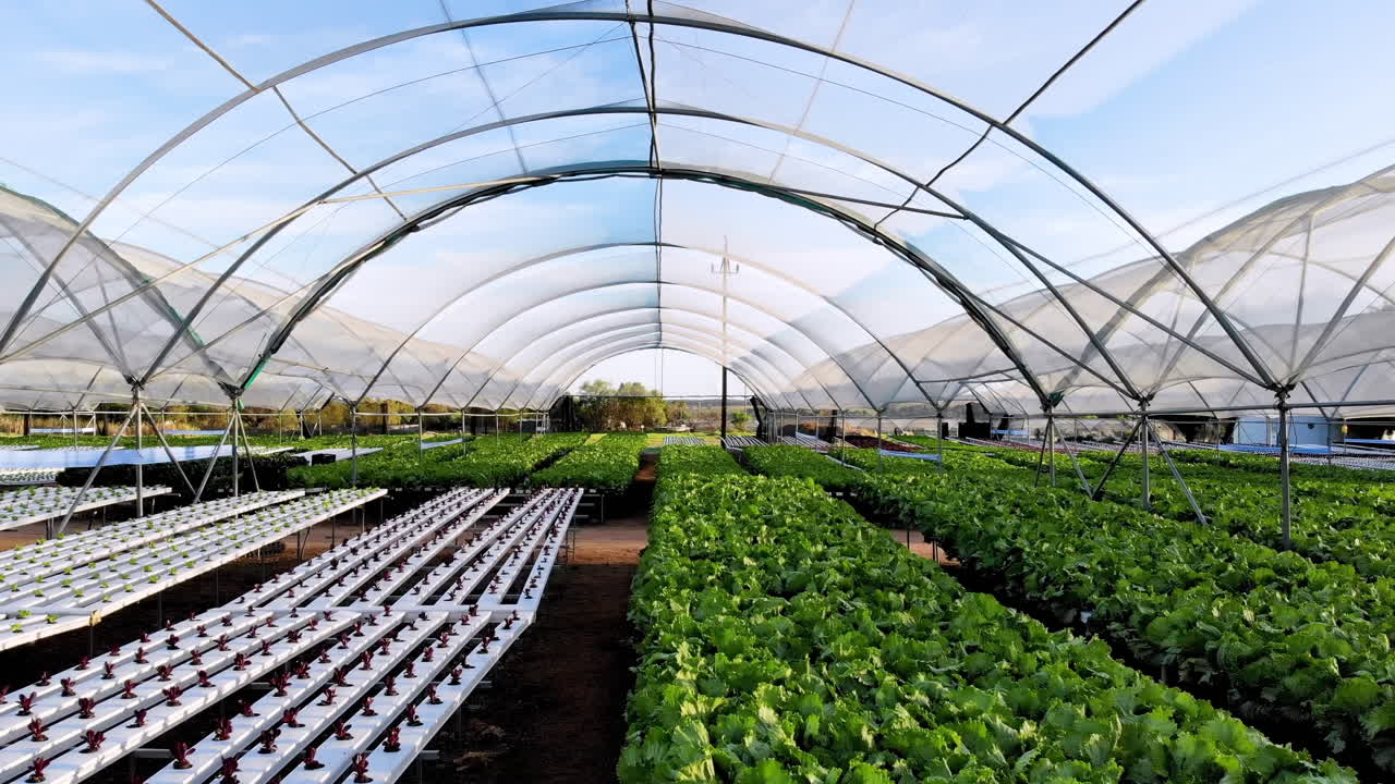 Hydroponic farm with rows of green leafy vegetables growing in greenhouse