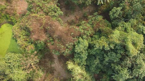 Area-view-shot-of-jungle-or-forest