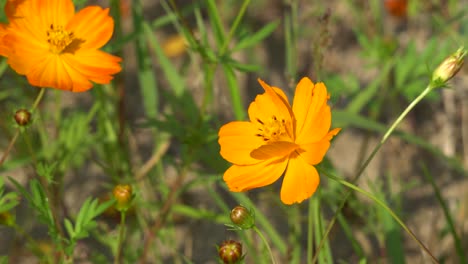 Una-Abeja-Poliniza-La-Flor-Del-Cosmos-Naranja-Con-Flores-De-Naranja-En-El-Jardín