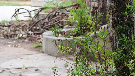 time-lapse of a quiet outdoor area with plants