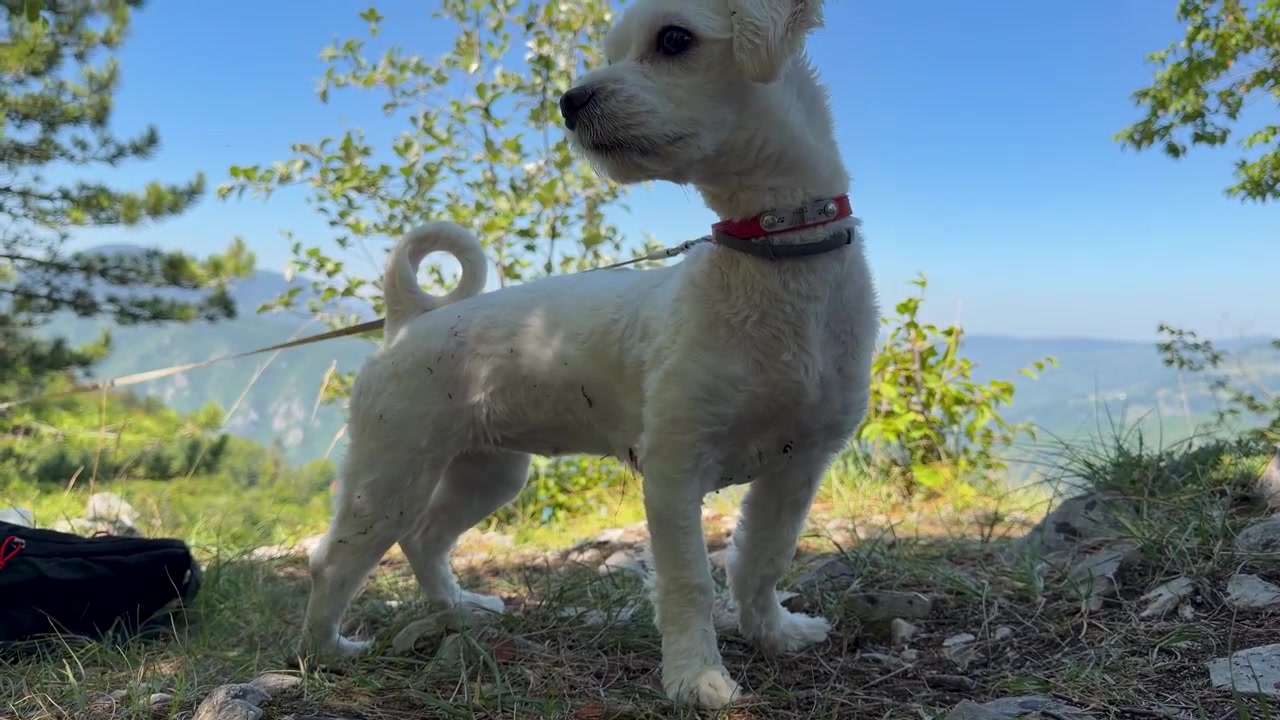A small Maltese dog gets up from rocky ground at a shaded mountain overlook, wearing a red collar and leash as trees frame a forested valley beneath blue sky in daylight.