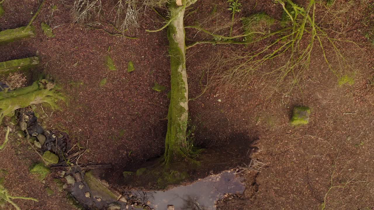 Storm damaged forest with broken branches and scattered leaves on the ground, fast ascend from puddle in gaping hole of roots, aerial
