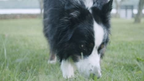 Close-up-shot-of-a-cute-dog-looking-for-treats-in-the-grass-in-a-garden