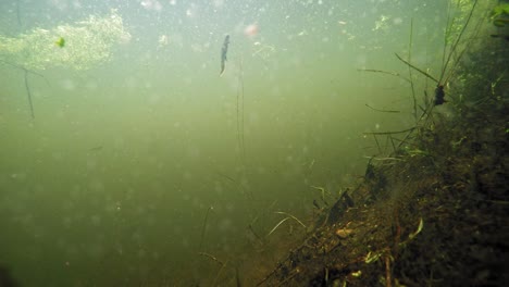 murky water at the lake in buszkowy gorne in northern poland