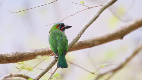 Blue-eared-Barbet,-Psilopogon-cyanotis,-4K-Footage