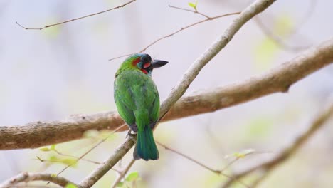 barbudo de orejas azules, psilopogon cyanotis, imágenes de 4k