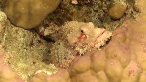 scorpionfish resting on colorful coral reef in the tropics