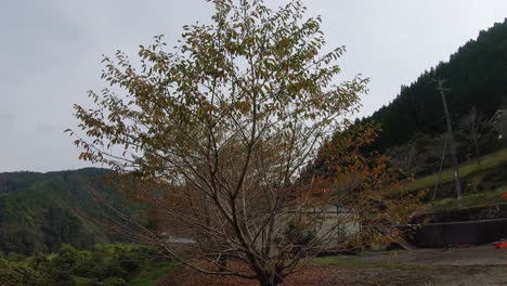 red autumn trees looking over iya valley, shikoku, japan