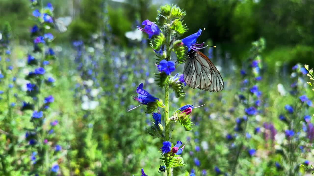 A Delicate Butterfly Perched on Vibrant Blue Wildflowers in a Lush Green Field, Showcasing the Beauty of Nature and Biodiversity in Full Bloom
