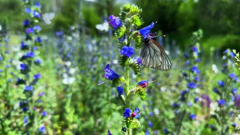 a delicate butterfly perched on vibrant blue wildflowers in a lush green field, showcasing the beauty of nature and biodiversity in full bloom