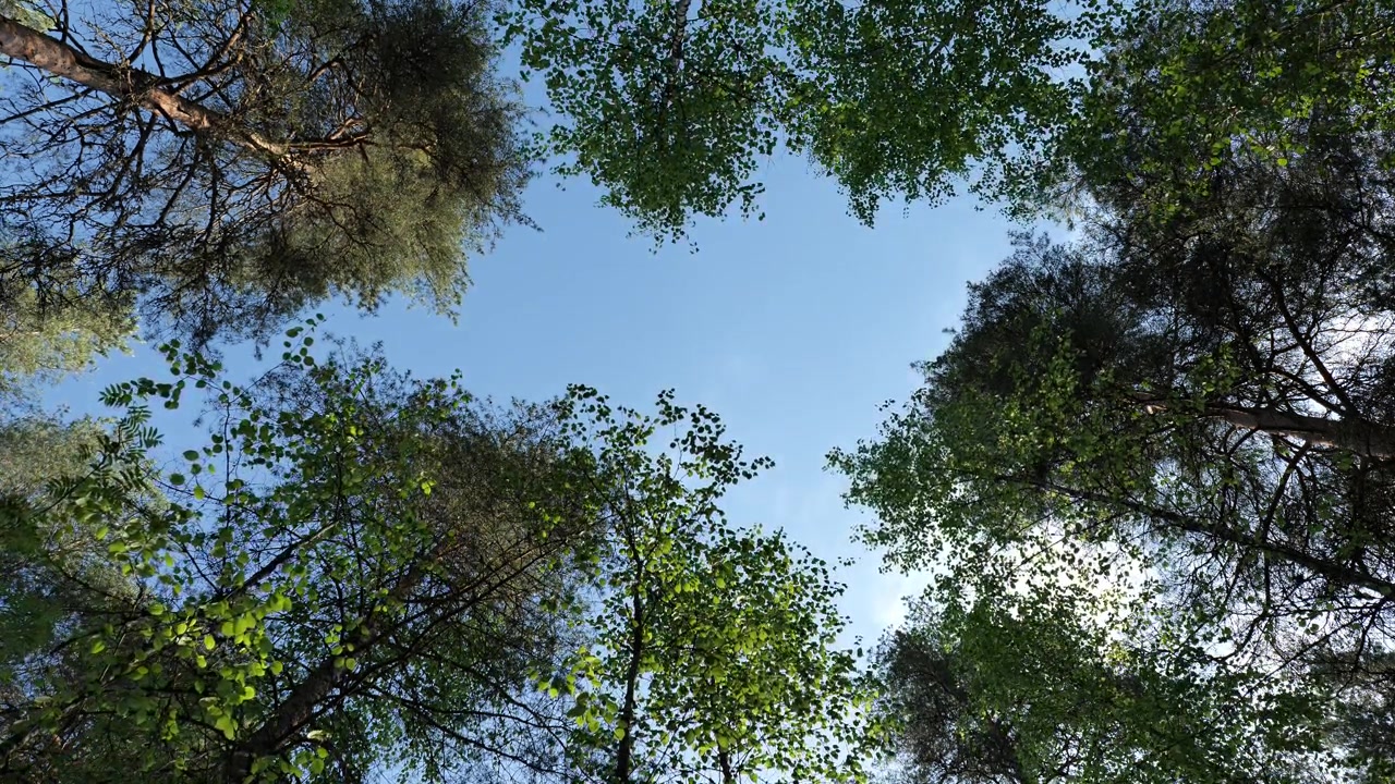 Volta arborea di un bosco tranquillo, guardando in alto verso un bellissimo cielo azzurro limpido e soleggiato