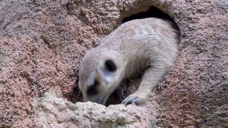 Una-Suricata-A-La-Mitad-De-Su-Madriguera-Alimentándose---Cerrar