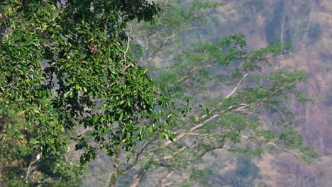 Nördlicher-Schweinsschwanzmakaken,-Macaca-Leonina,-Thailand