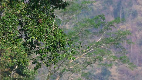macaco de cola de cerdo del norte, macaca leonina, tailandia