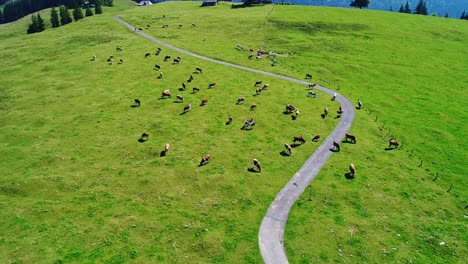 scenic landscape of swiss alps, grazing cattle on rolling green pastures, drone