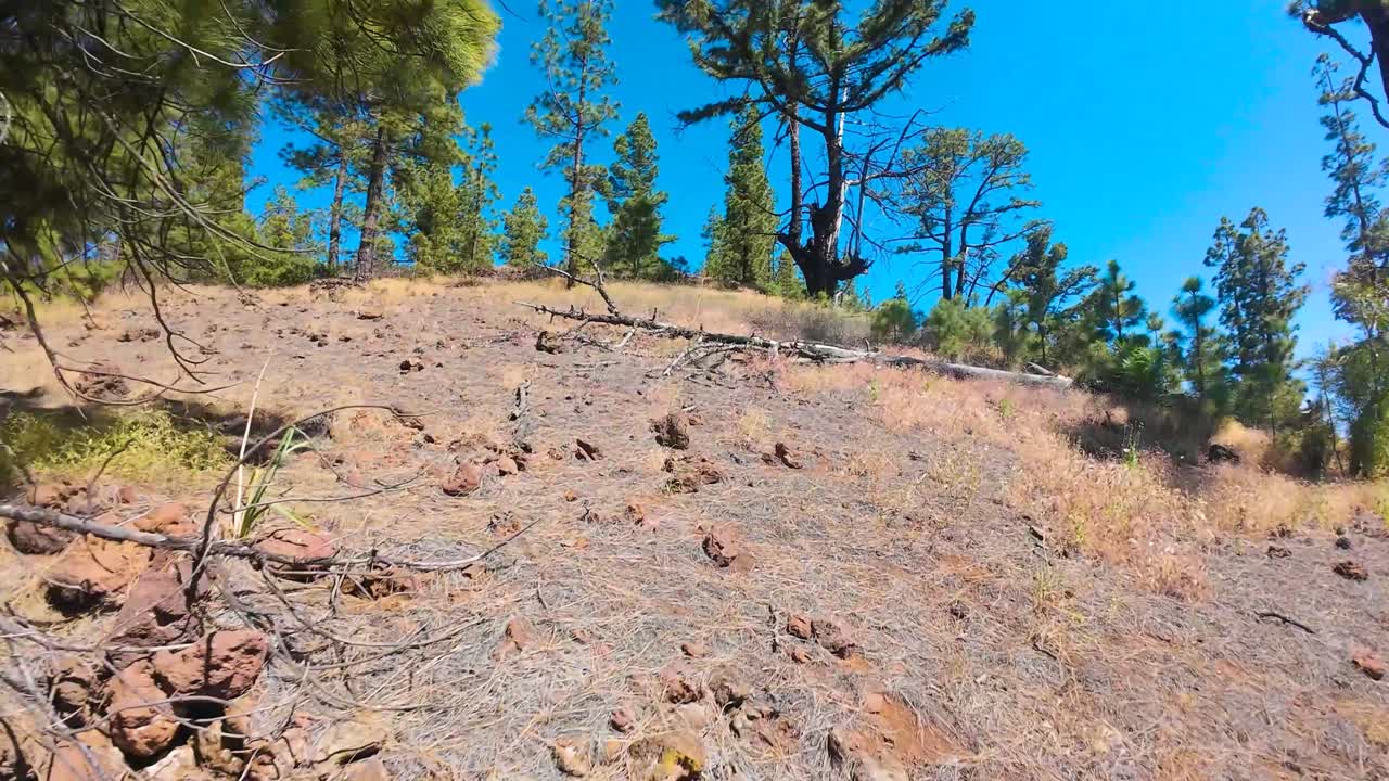 Scenic pine forest in Tenerife evoking tranquility and natural beauty