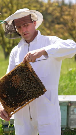 apiarist watching carefully the heavy honey frame. beekeeper standing in his bee farm and checking the hives. nature backdrop in blur. vertical video