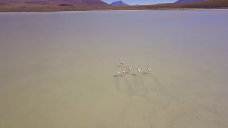 Un-Grupo-De-Flamencos-Corriendo-En-La-Vasta-Nada-Cerca-De-La-Laguna-Hedionda-Con-Vistas-A-La-Hermosa-Cordillera