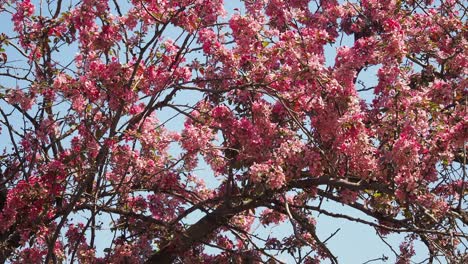 pink blossoms on a tree against a blue sky