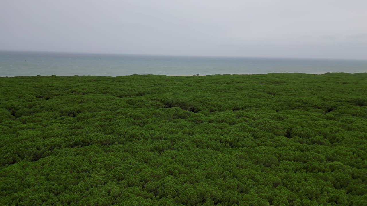 소나무 숲, 해변, 토스카니, 이탈리아