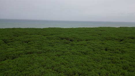 Bosques-De-Pinos-Pinares,-Playa-Toscana-Italia