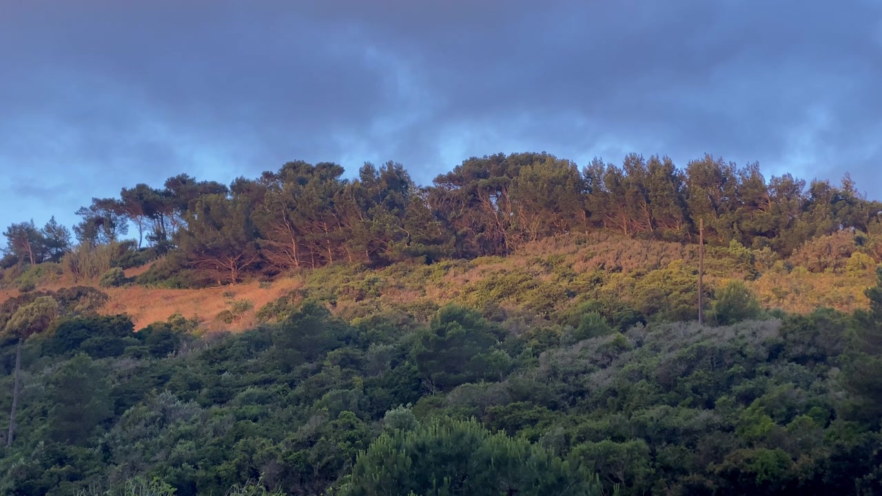 Vegetazione diversificata che copre una collina costiera, bagnata da una calda luce dorata sotto un cielo crepuscolare blu durante il tramonto