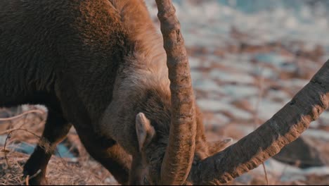 Closeup-of-big-Ibex-grazing-in-the-Swiss-mountains-in-the-evening-sun