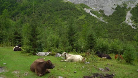 un grupo de vacas alpinas resta en el bosque de gosausee