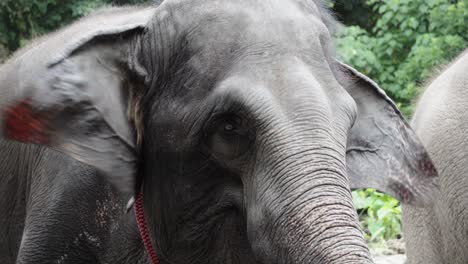 泰國動物園的亞洲大象頭部近距離拍攝