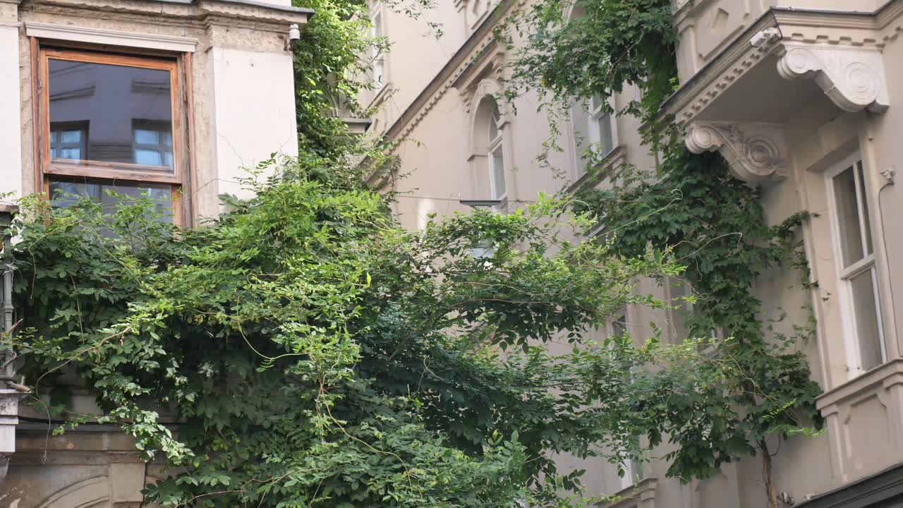 Building facade with ivy