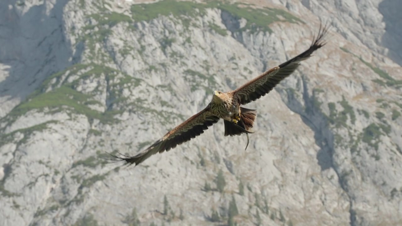 Un rapace vola senza sforzo nel cielo, mostrando la sua impressionante apertura alare. Lo sfondo presenta montagne aspre in condizioni di luce intensa e cielo sereno.