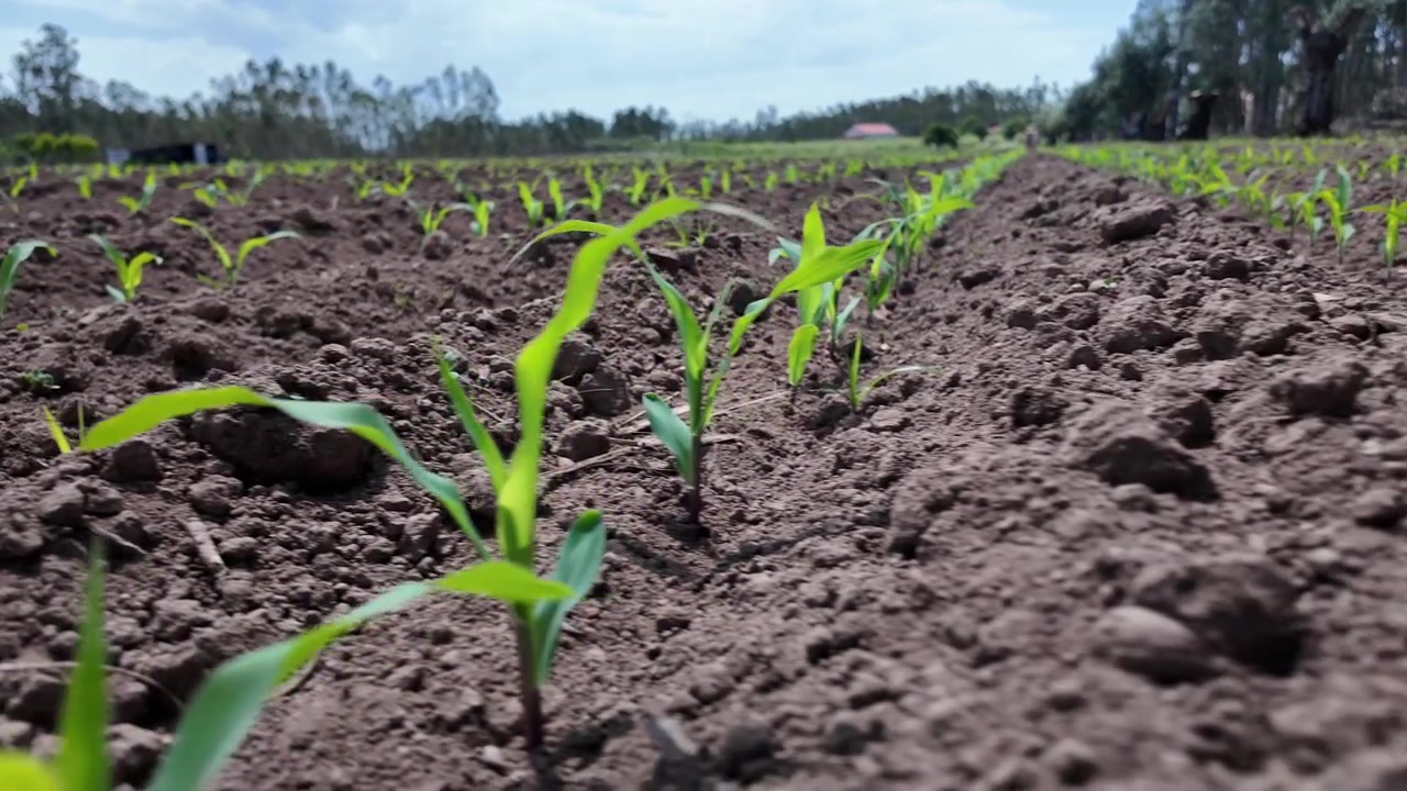 Ripresa a mano libera di giovani piante di mais sul campo. Scarsità di fertilizzanti