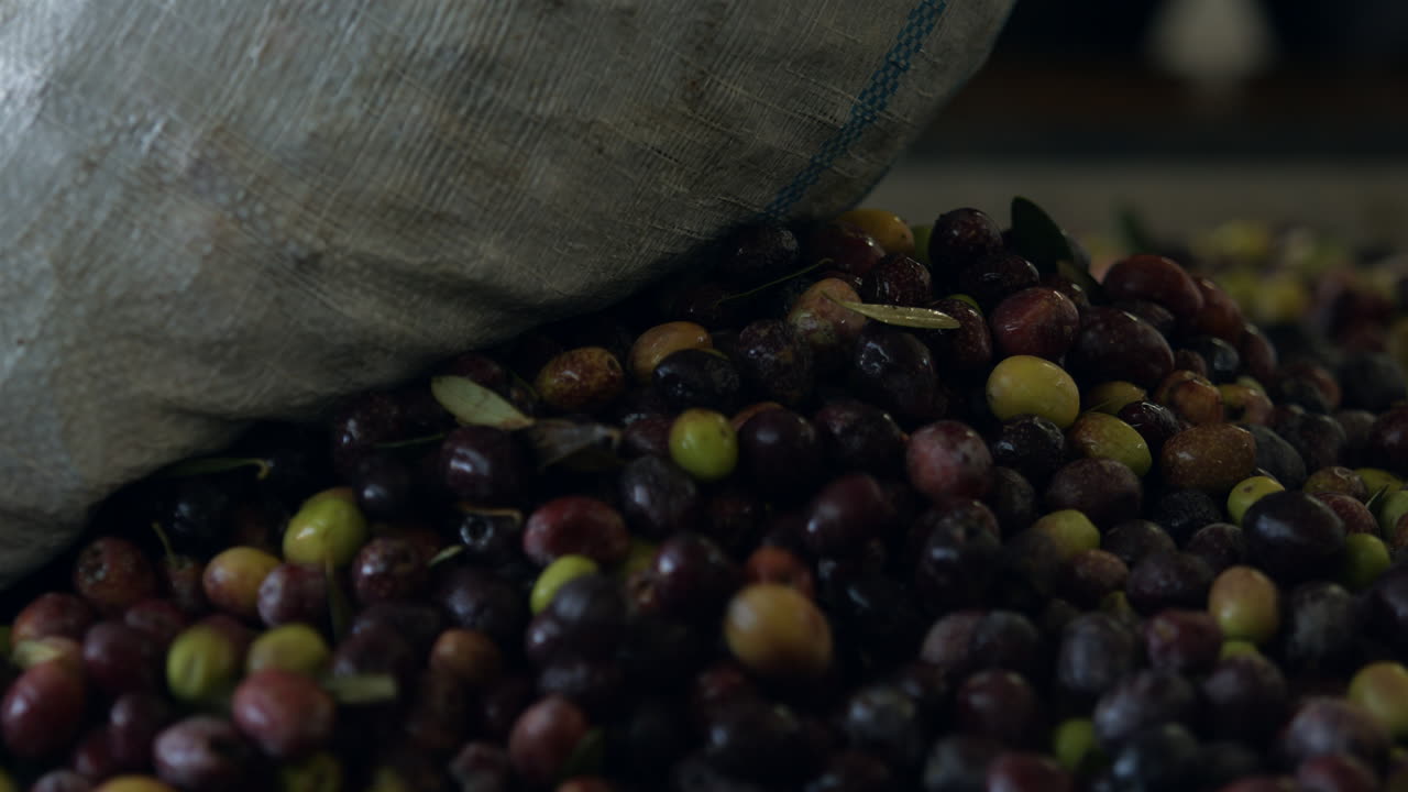 fábrica de aceite de oliva extracción de aceite de oliva