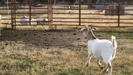 wide slow motion shot of goat running away from camera on countryside farm