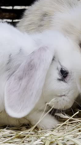a close-up of a white rabbit eating hay