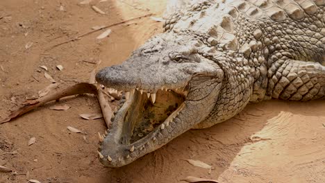 nile crocodile with open mouth breathing 4k